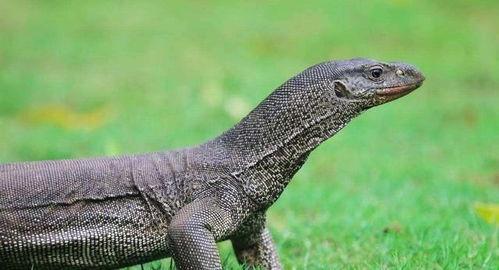 印度巨蜥爆料视频最新版,揭秘神秘生物的生存奥秘