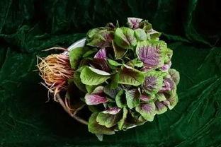 娱乐吃瓜酱云南的花