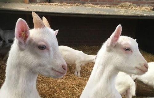 娱乐吃瓜酱外婆养大的羊羊长啥样,娱乐吃瓜酱的温馨回忆