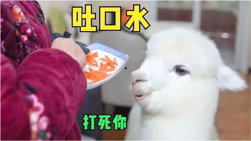 娱乐吃瓜酱外婆羊羊,娱乐吃瓜酱的温馨故事