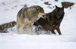娱乐吃瓜酱狼性,揭秘娱乐圈的狠角色