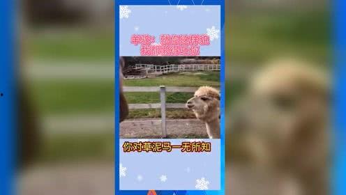 小小的吃瓜娱乐